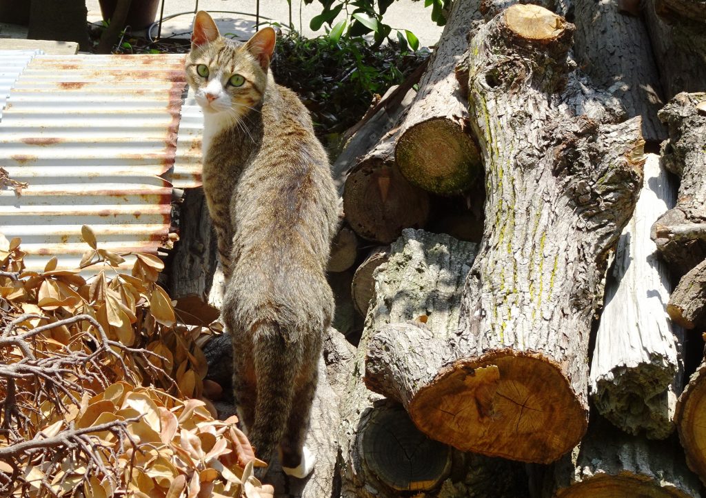 ねこ、風太 巡回