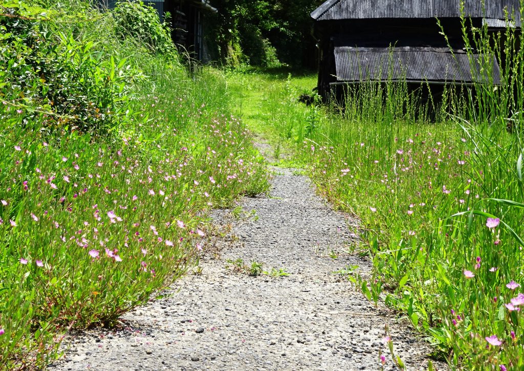 初夏の田舎道