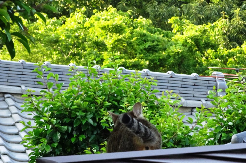 ねこ、風太 巡回