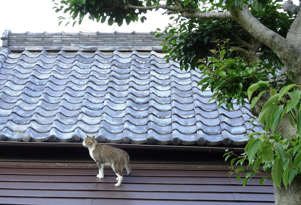 ねこ、風太 巡回