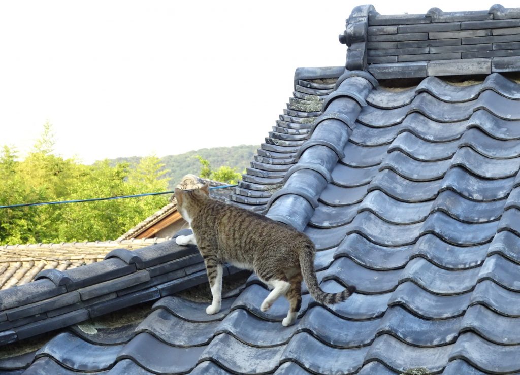 ねこ、風太 巡回
