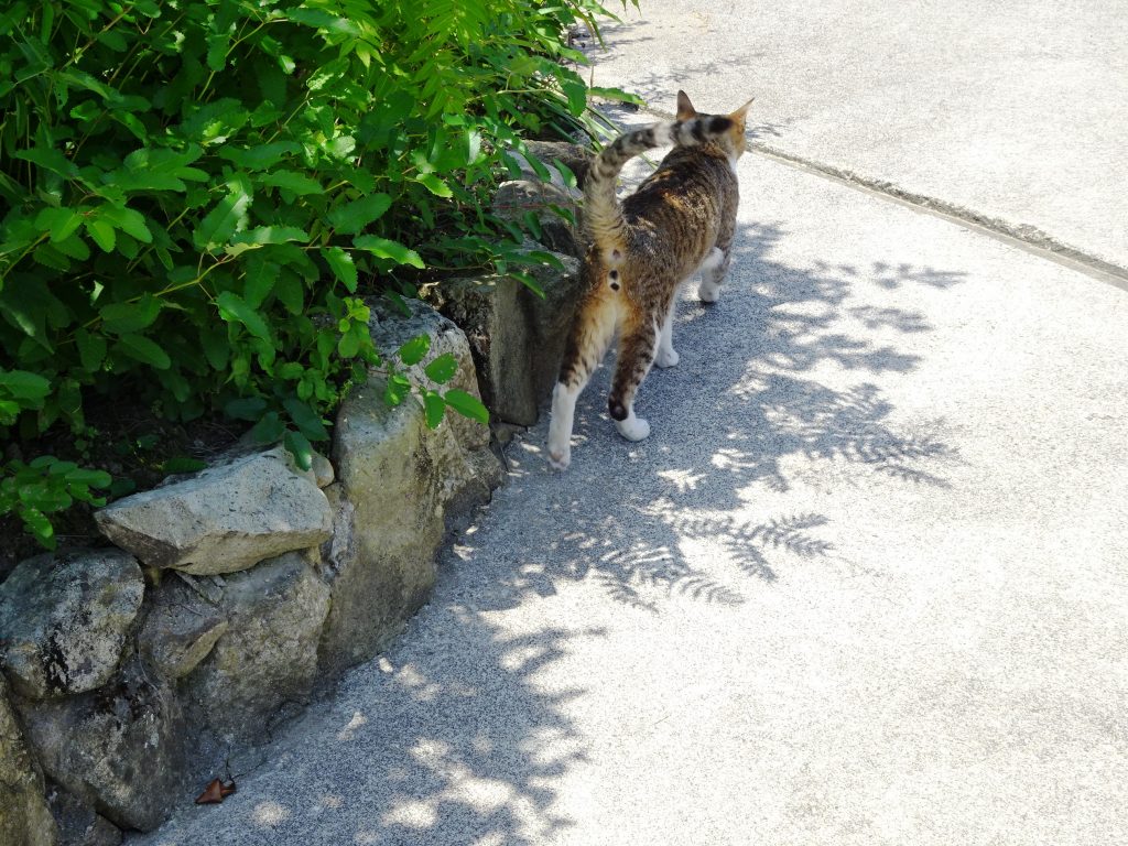 ねこ、風太 巡回