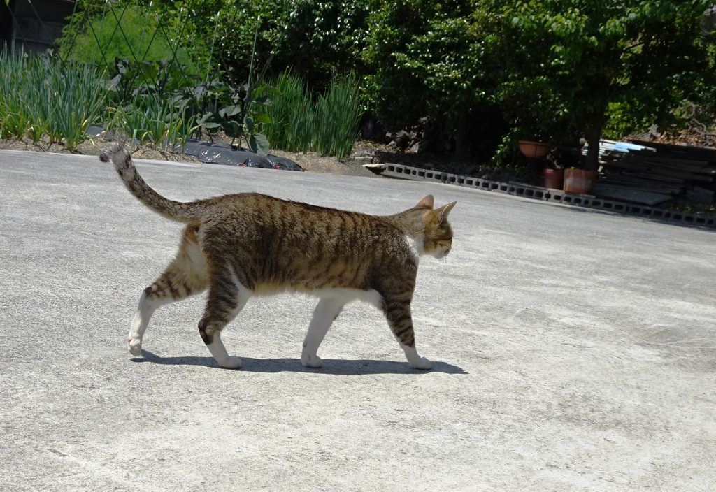 ねこ、風太 巡回