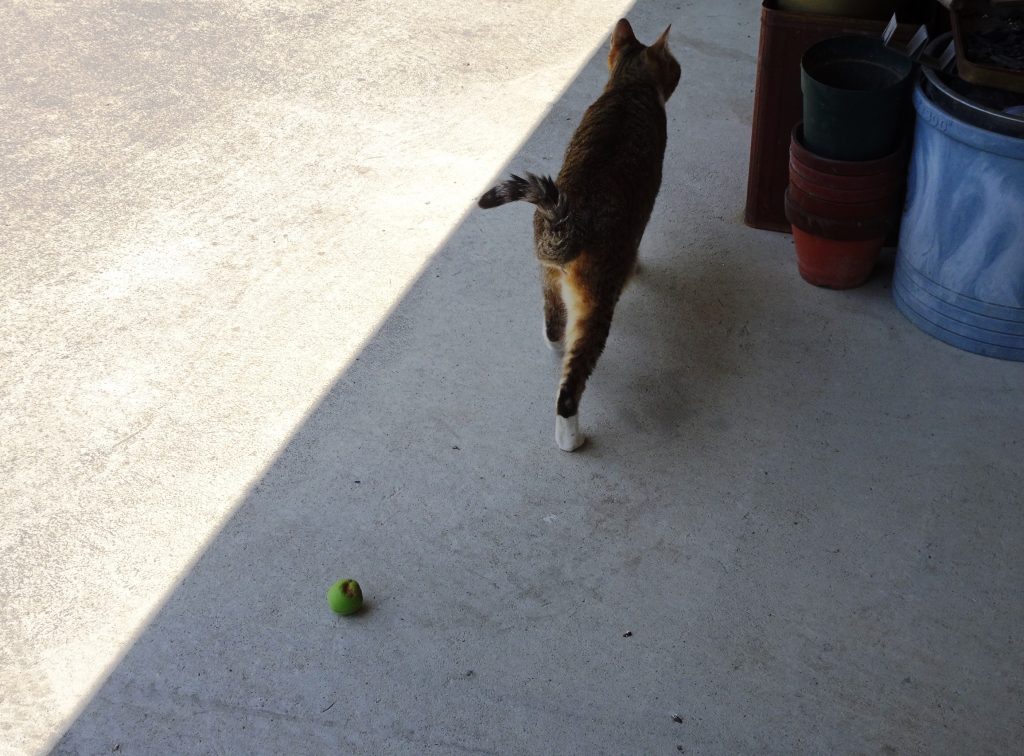 ねこ、風太 巡回