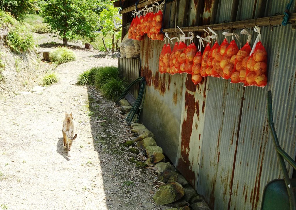 ねこ、風太 巡回