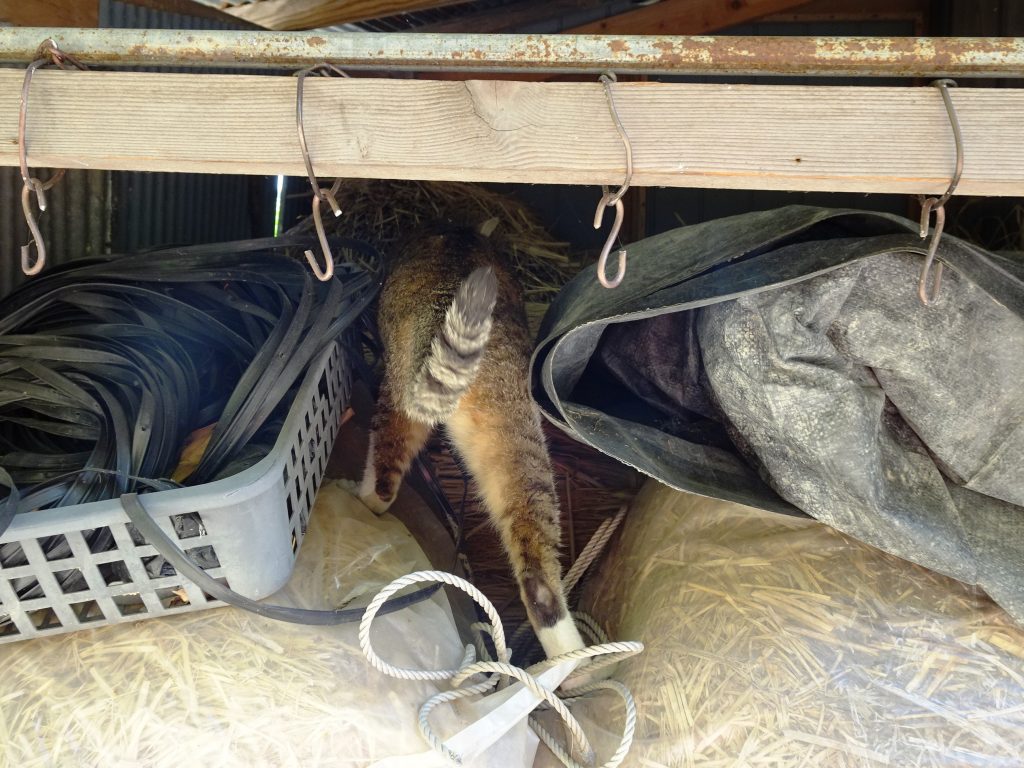 ねこ、風太 巡回