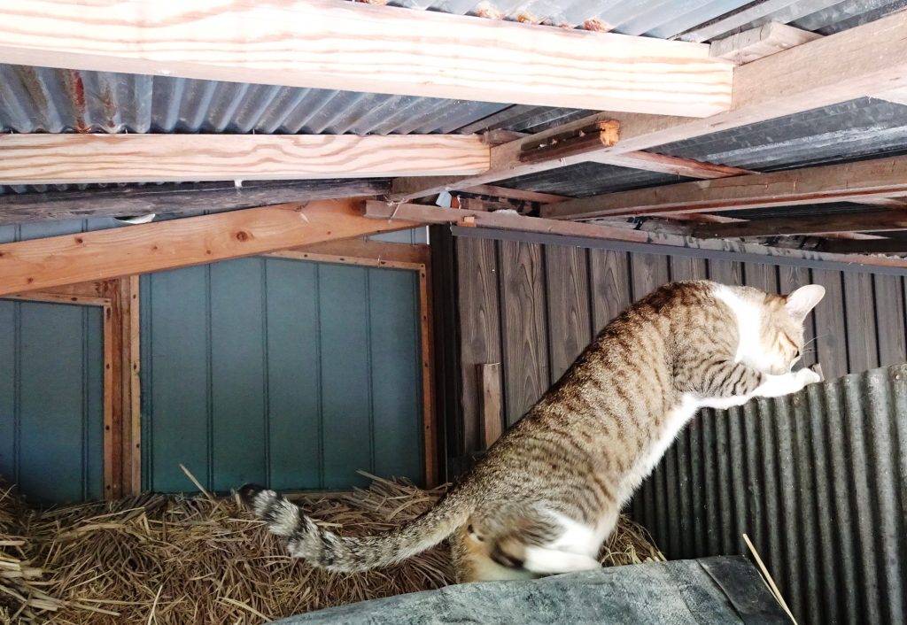 ねこ、風太 ゴロゴロ
