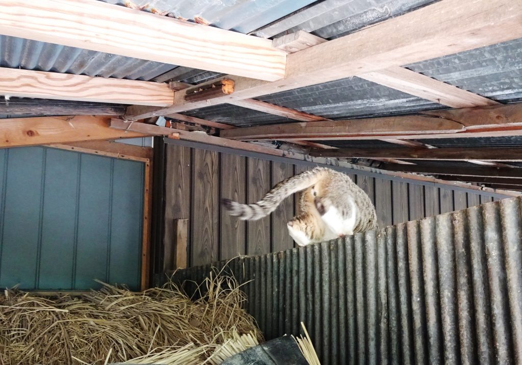ねこ、風太 ゴロゴロ