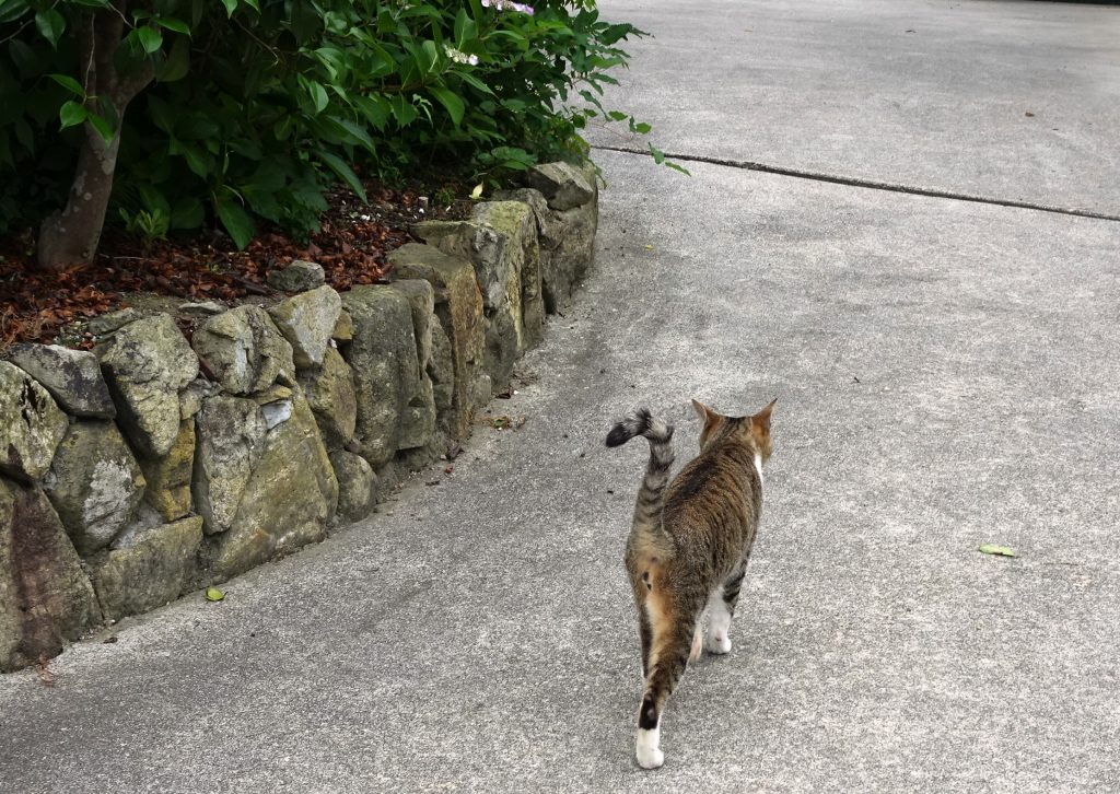 ねこ、風太 巡回