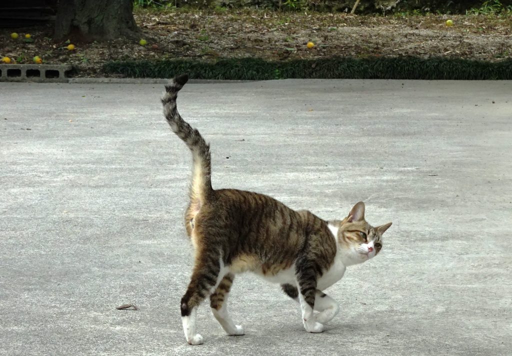 ねこ、風太 巡回