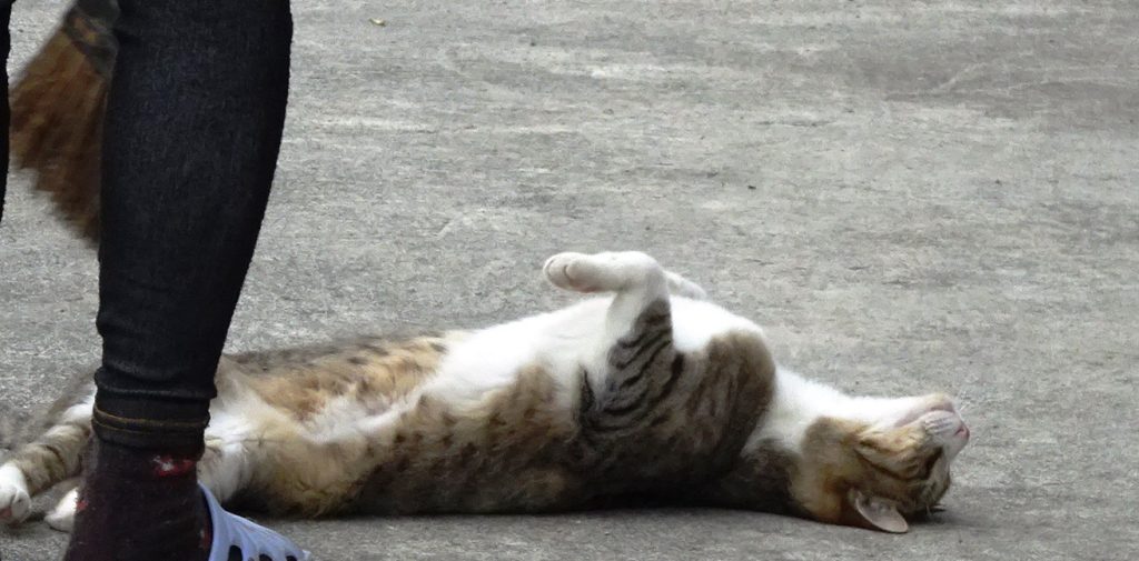 ねこ、風太 ゴロゴロ