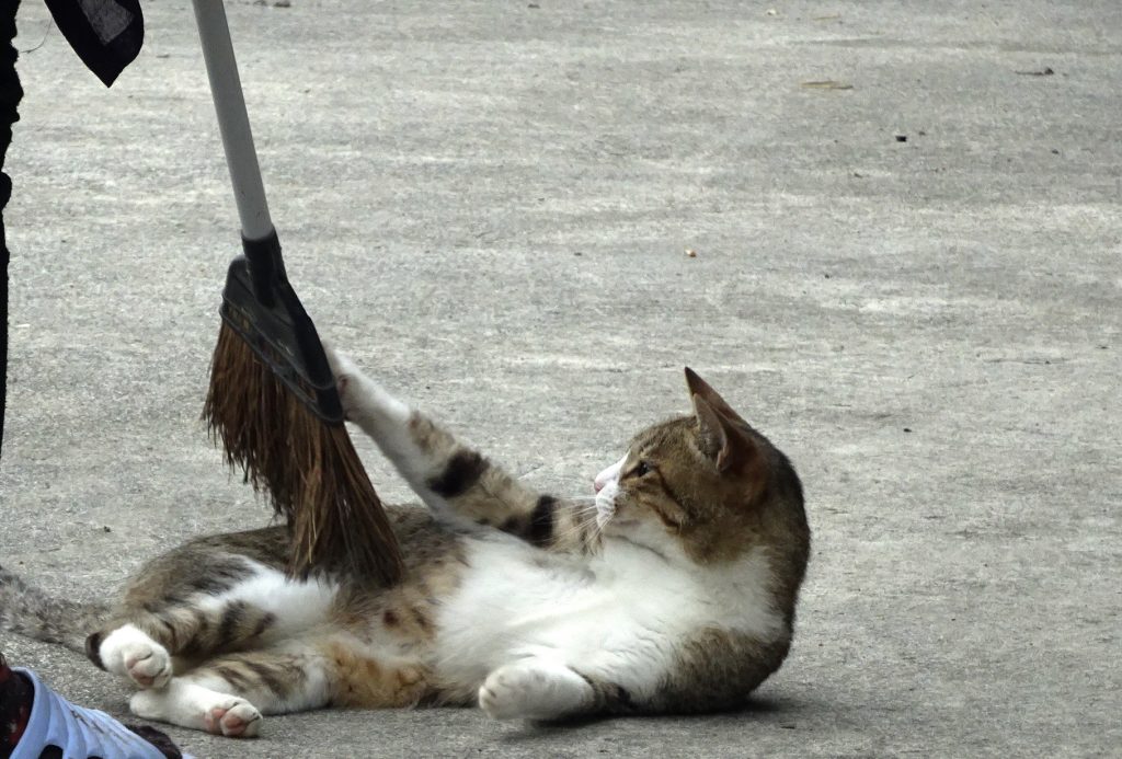 ねこ、風太 ゴロゴロ