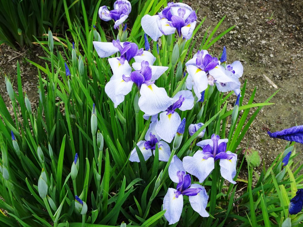 花菖蒲