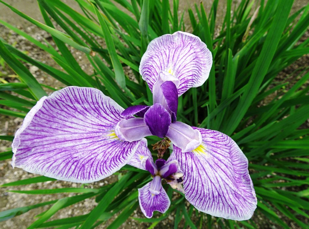 花菖蒲