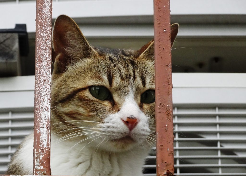 ねこ、風太 巡回