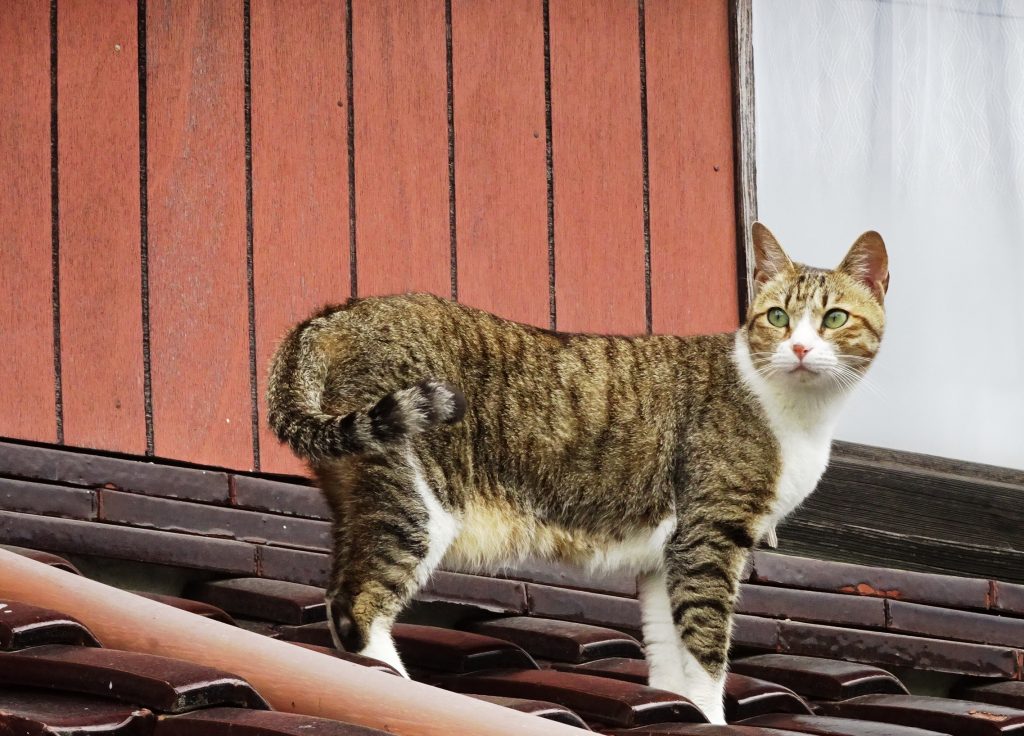 ねこ、風太 巡回