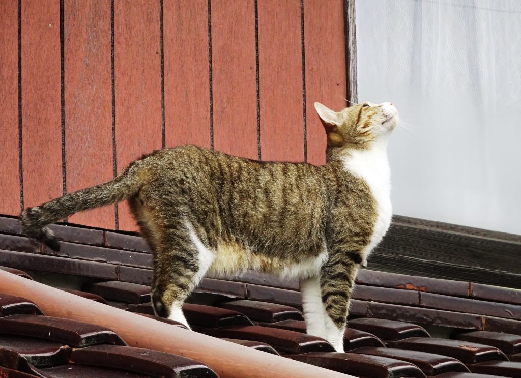 ねこ、風太 巡回