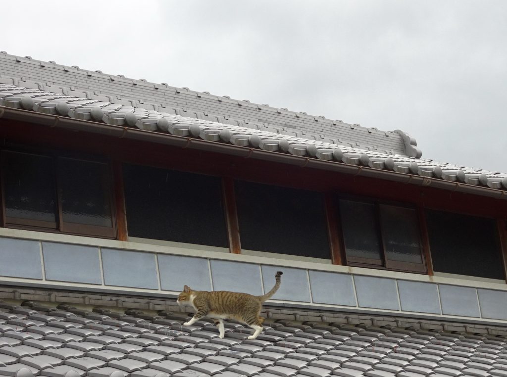 ねこ、風太 巡回