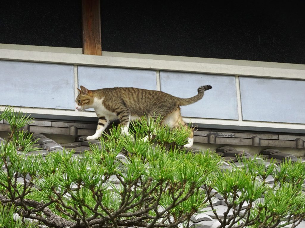 ねこ、風太 巡回
