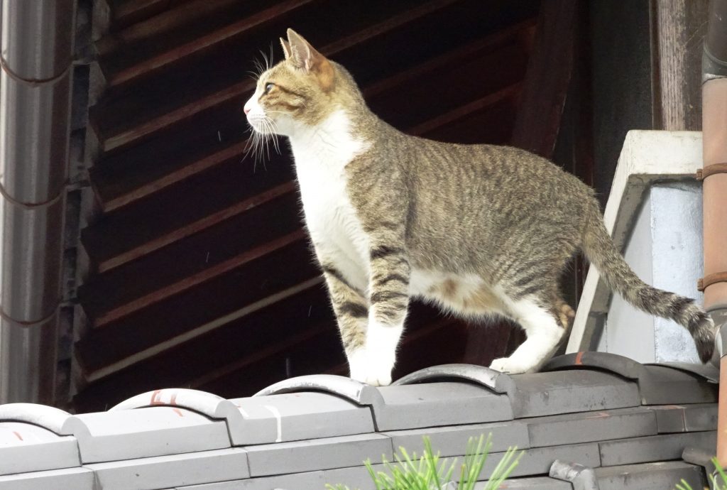 ねこ、風太 巡回