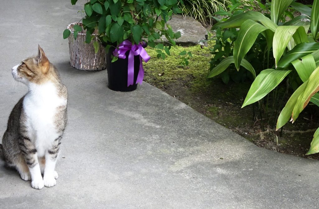 ねこ、風太 巡回