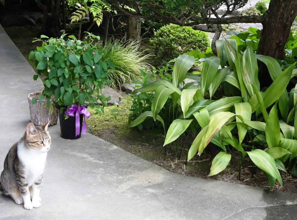 ねこ、風太 巡回