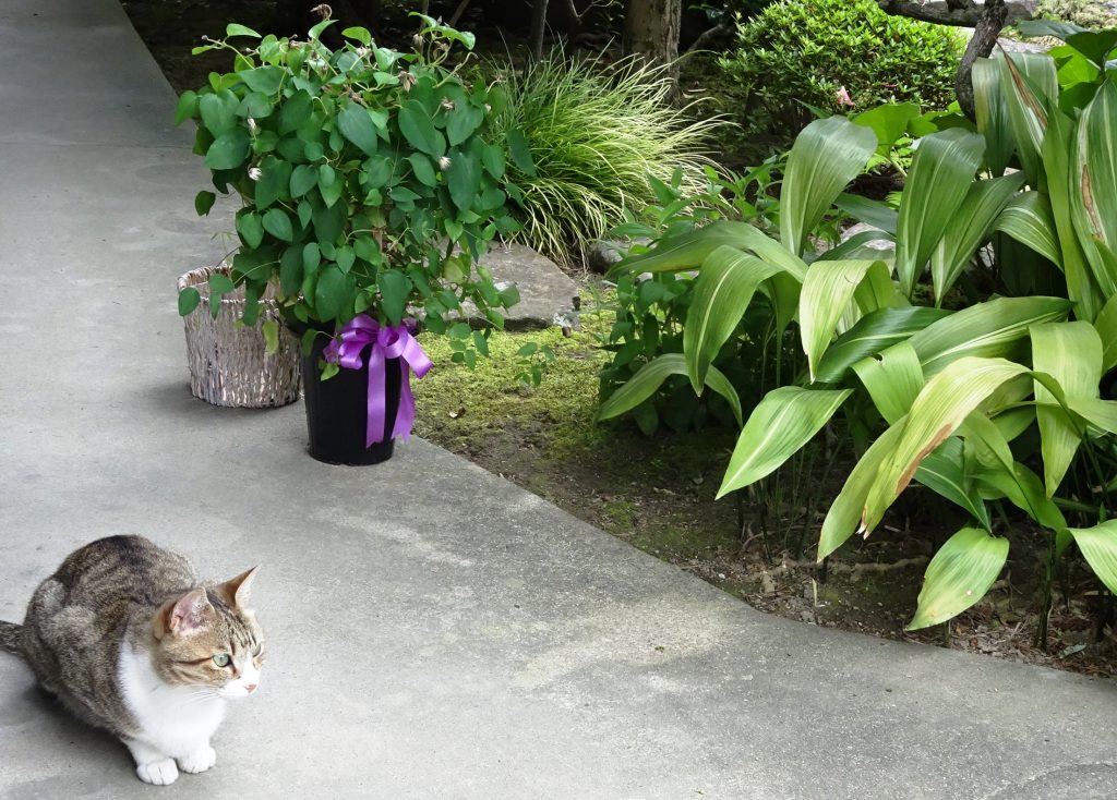 ねこ、風太 巡回