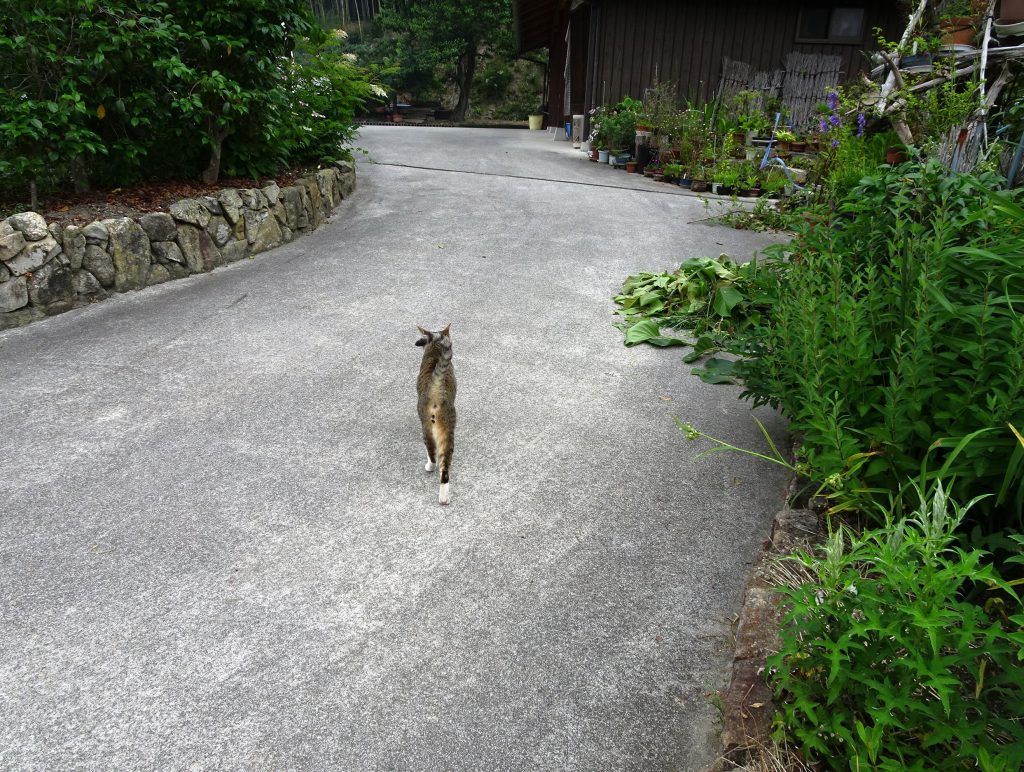 ねこ、風太 巡回