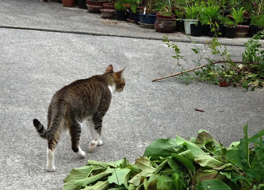 ねこ、風太 巡回