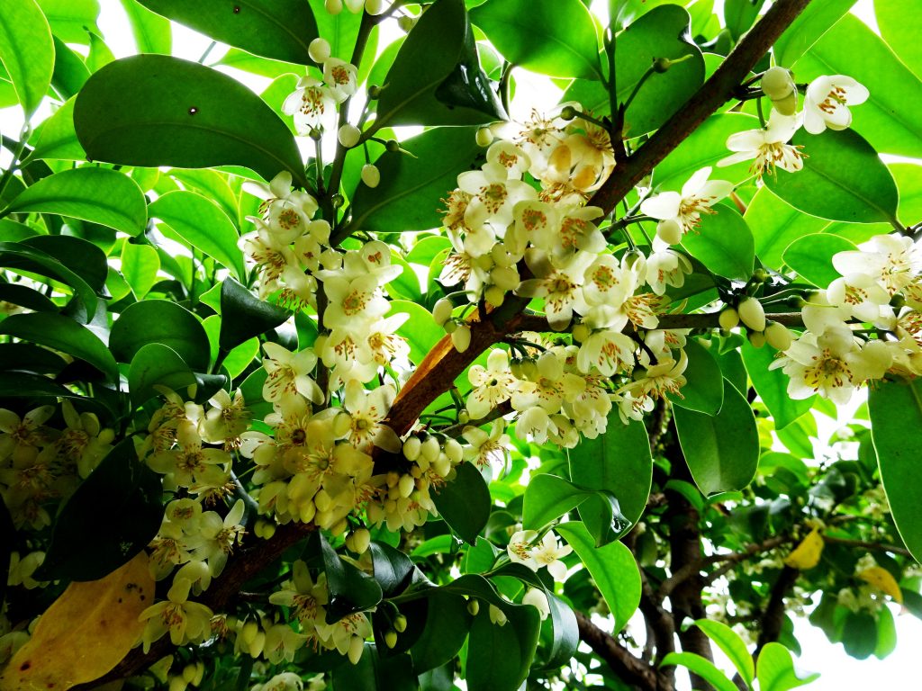 榊の花