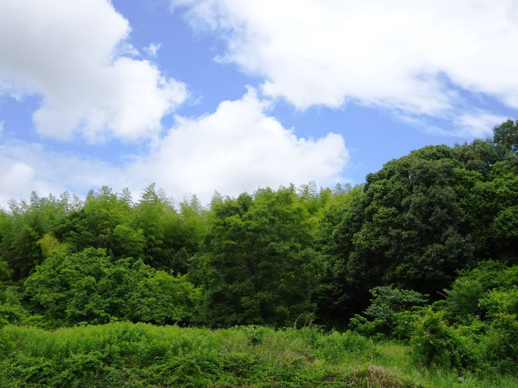 梅雨の晴れ間