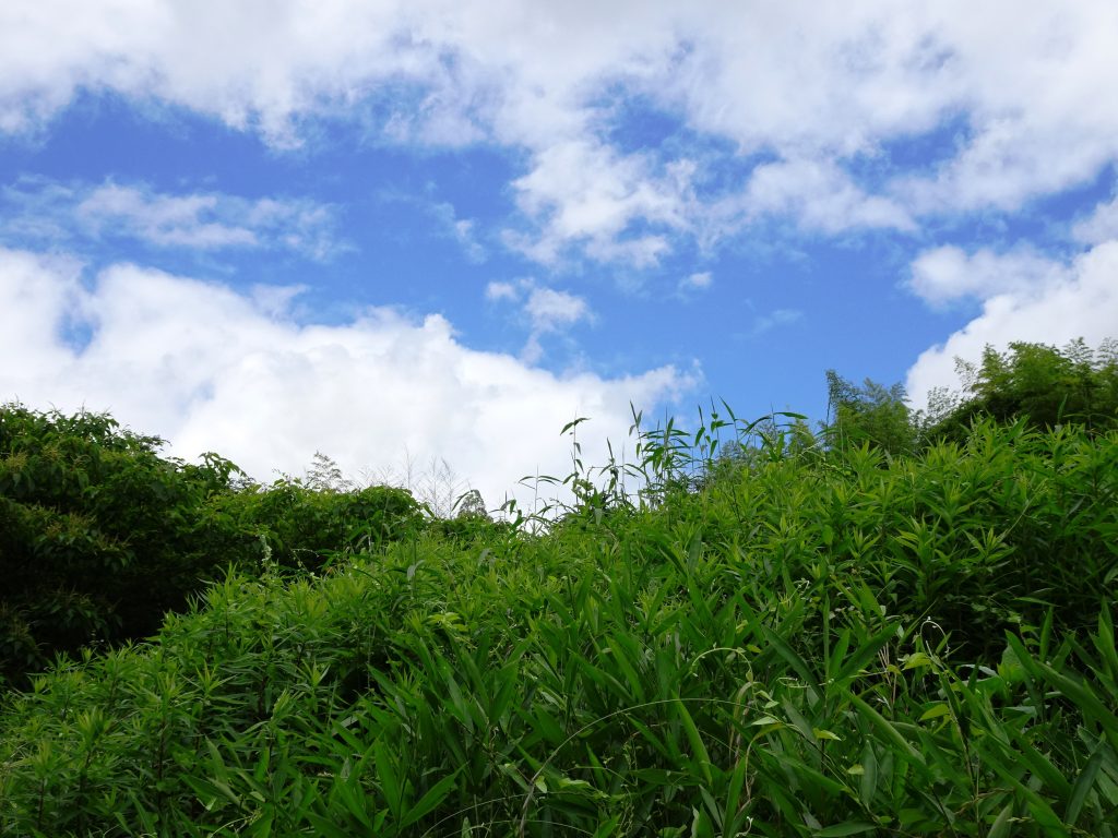 梅雨の晴れ間