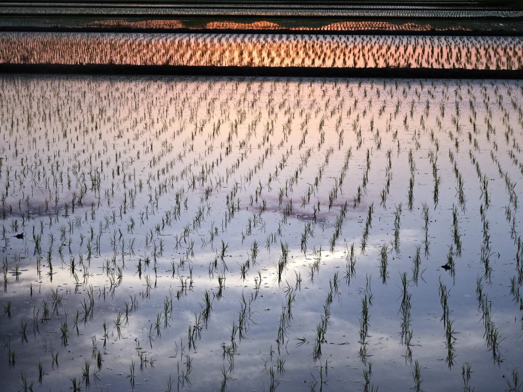 田植え後夕景