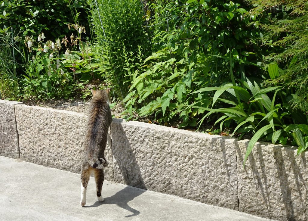 ねこ、風太 巡回
