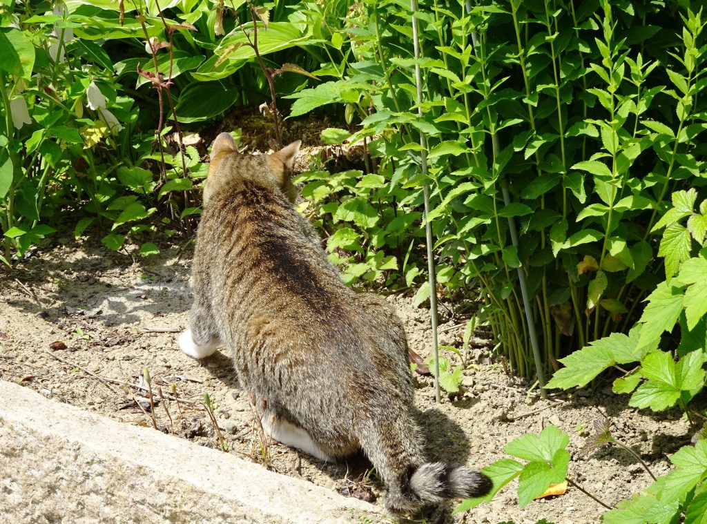 ねこ、風太 巡回