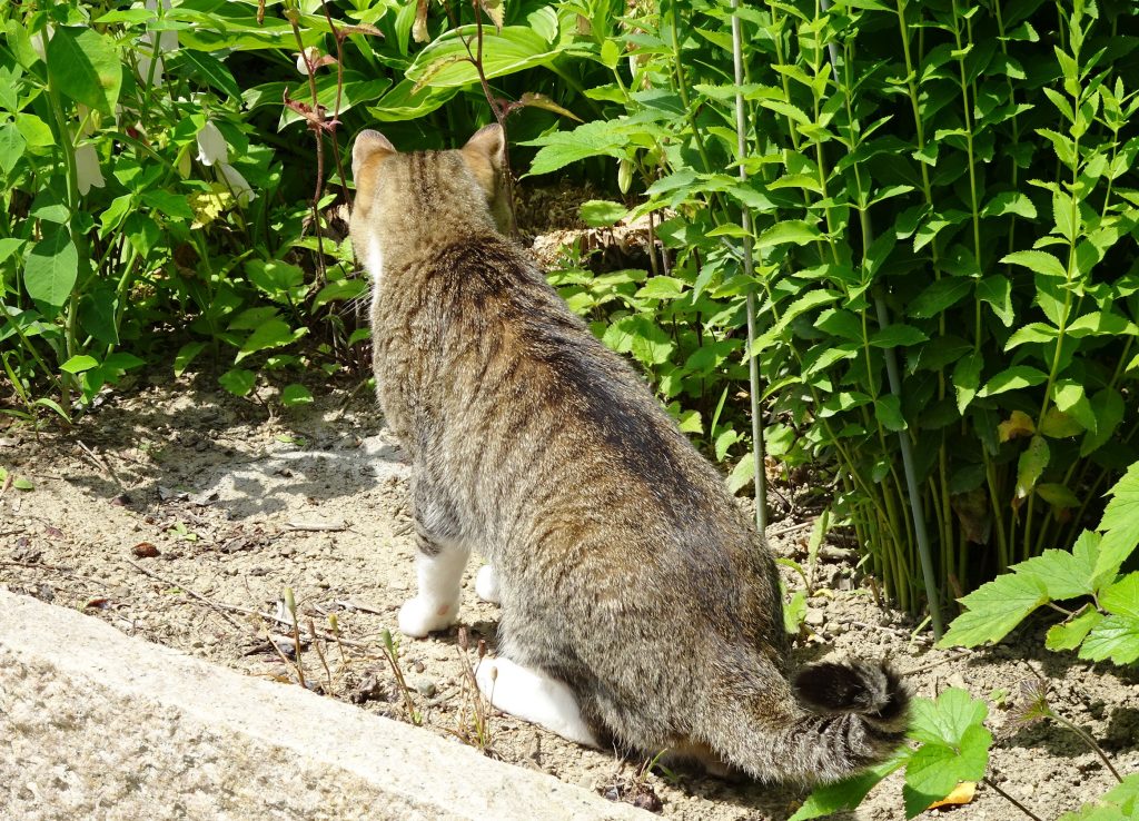 ねこ、風太 巡回