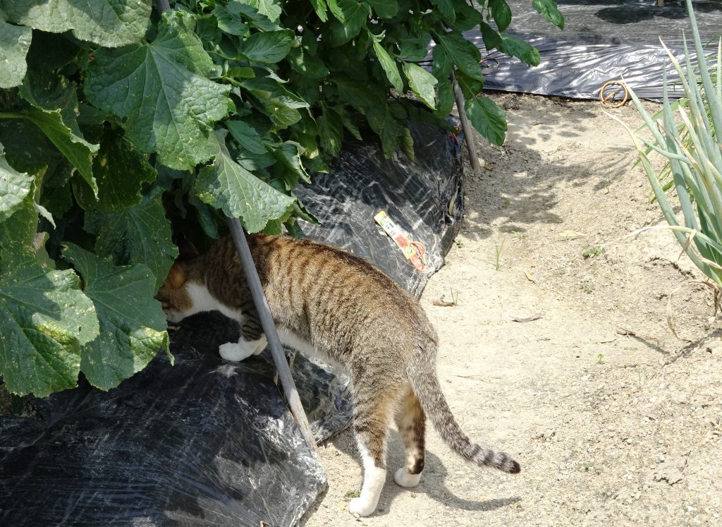 ねこ、風太 巡回