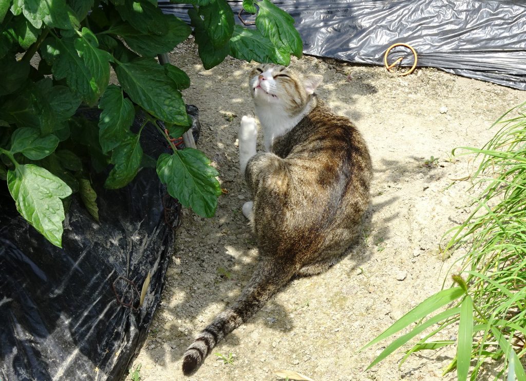 ねこ、風太 巡回