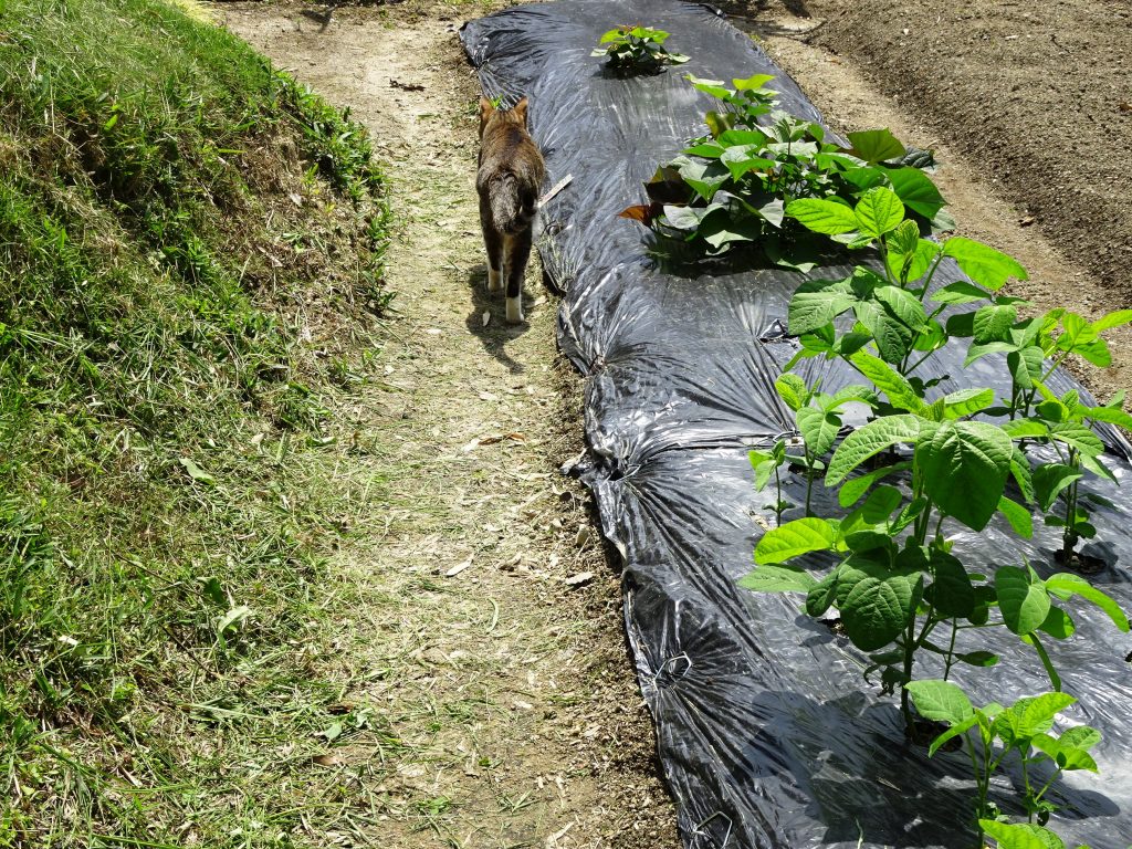ねこ、風太 巡回