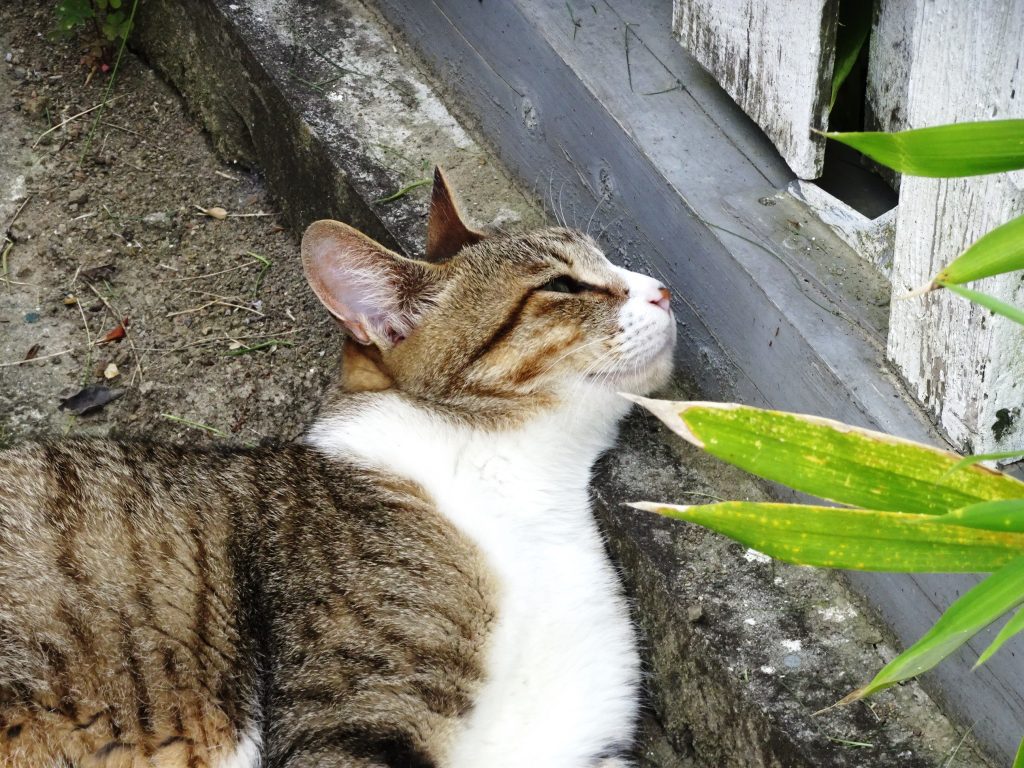 ねこ、風太 ゴロゴロ