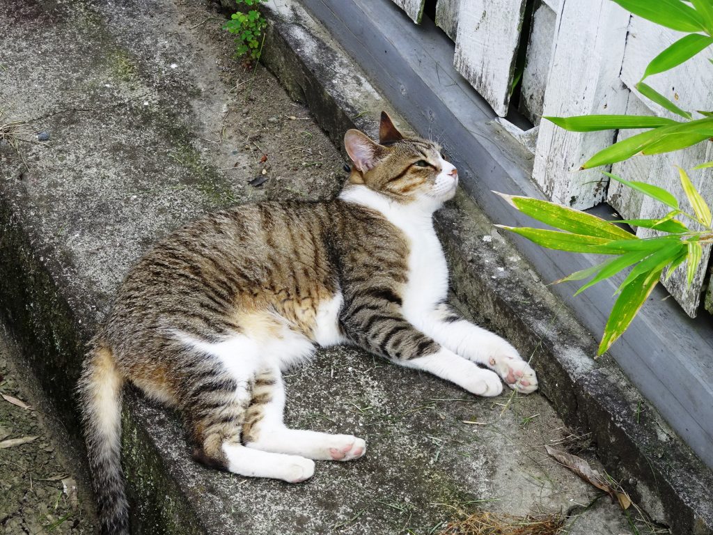 ねこ、風太 ゴロゴロ