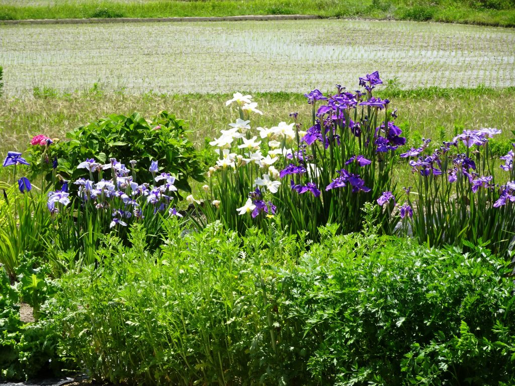 6月の田舎