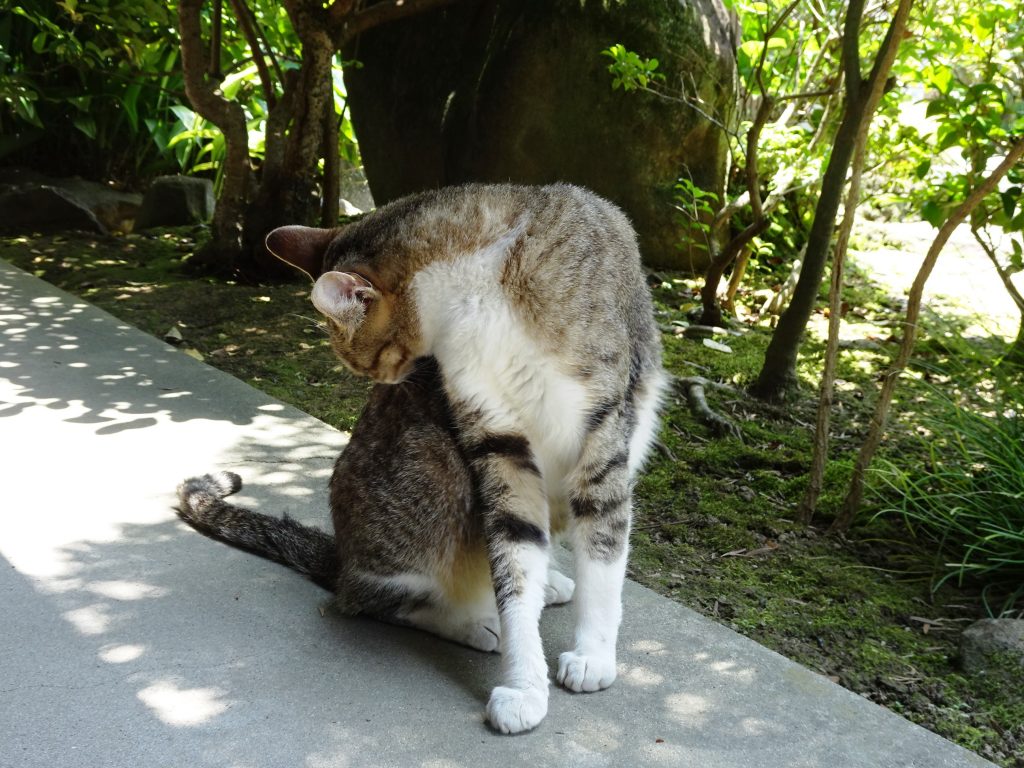 ねこ、風太 毛づくろい