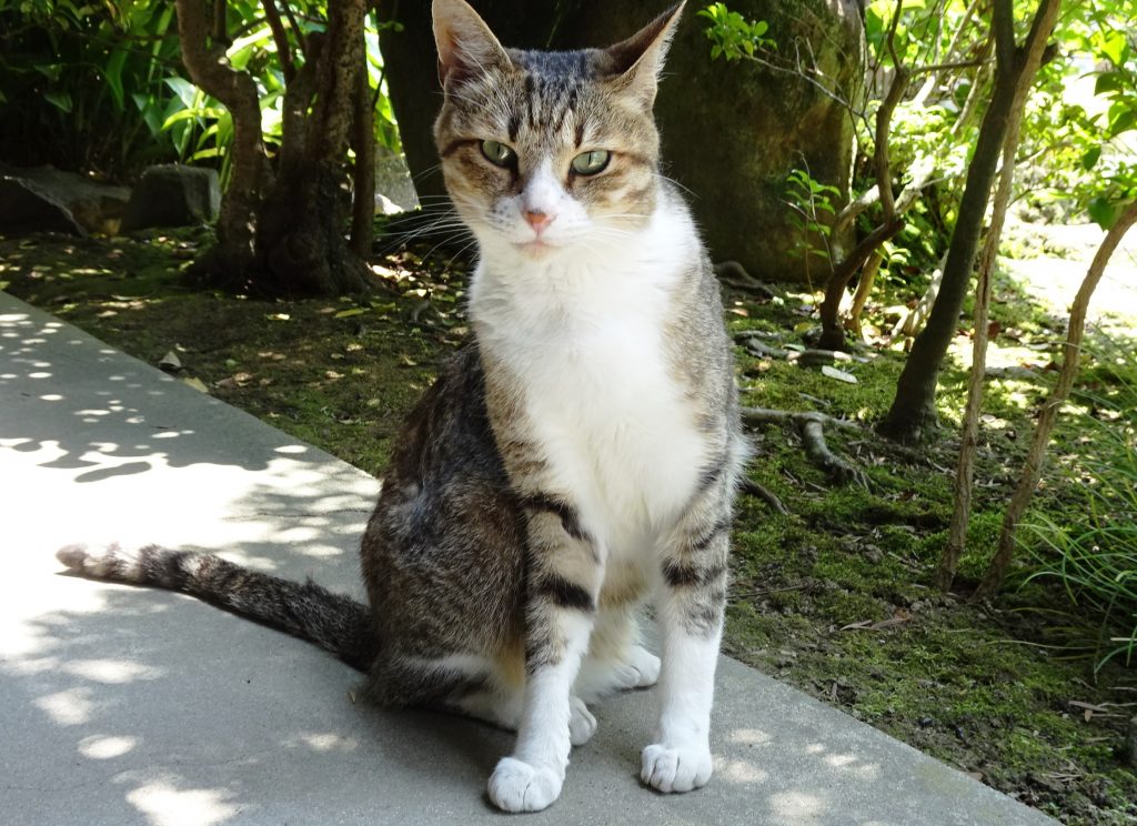 ねこ、風太 毛づくろい