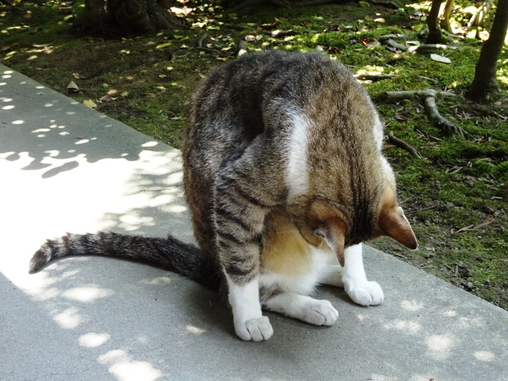 ねこ、風太 毛づくろい