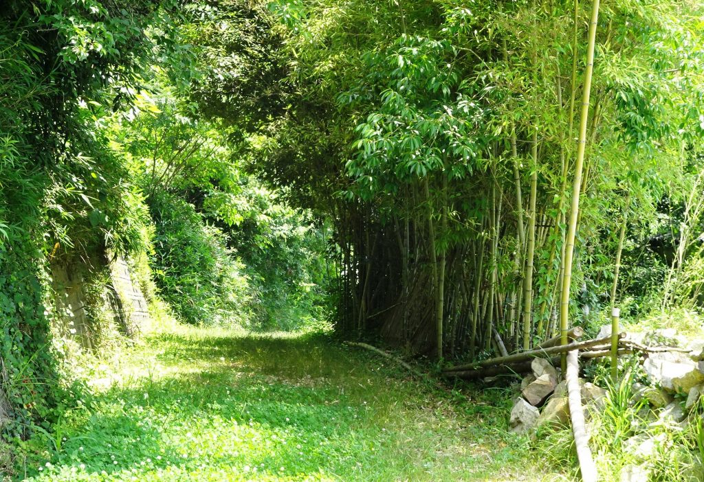 初夏の田舎道