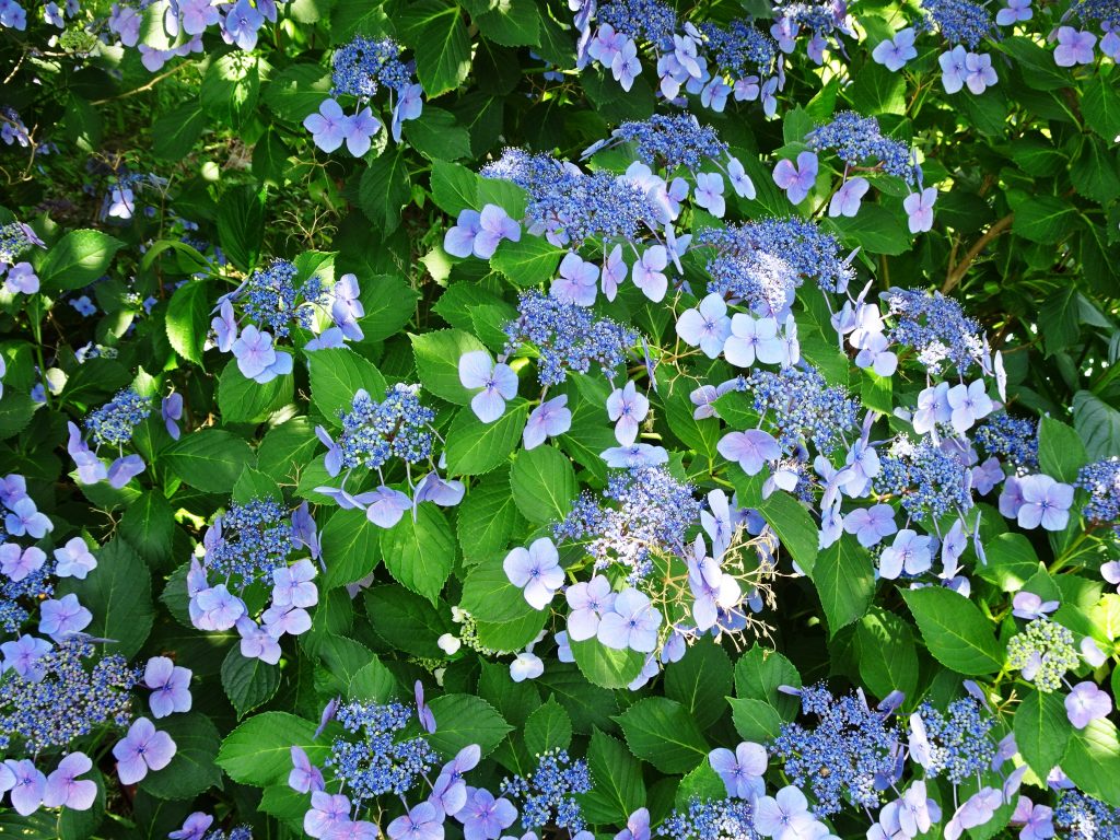 紫陽花
