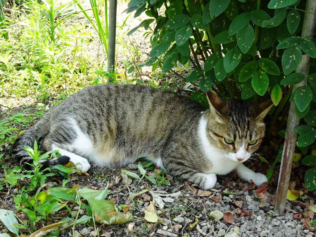 ねこ、風太 ゴロゴロ