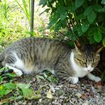 まいにち風太、まいにち田舎 (nya.609)