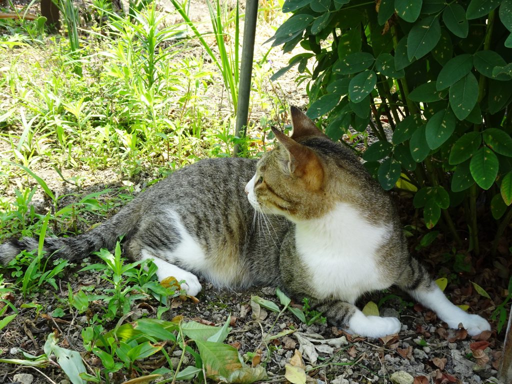 ねこ、風太 ゴロゴロ